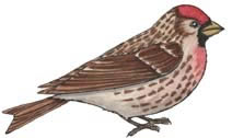 Redpoll (Common)