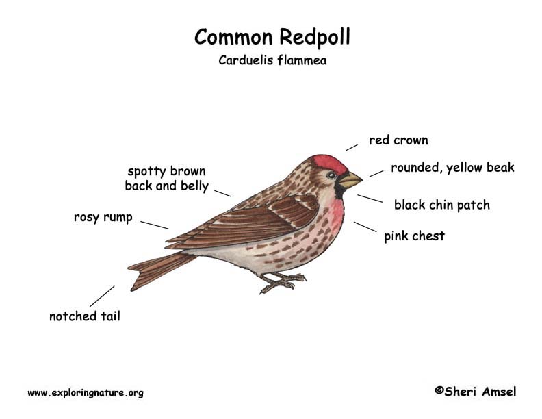 Redpoll (Common)