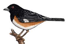 Rufus-sided Towhee
