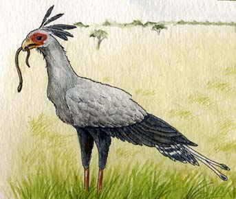 Secretary Bird