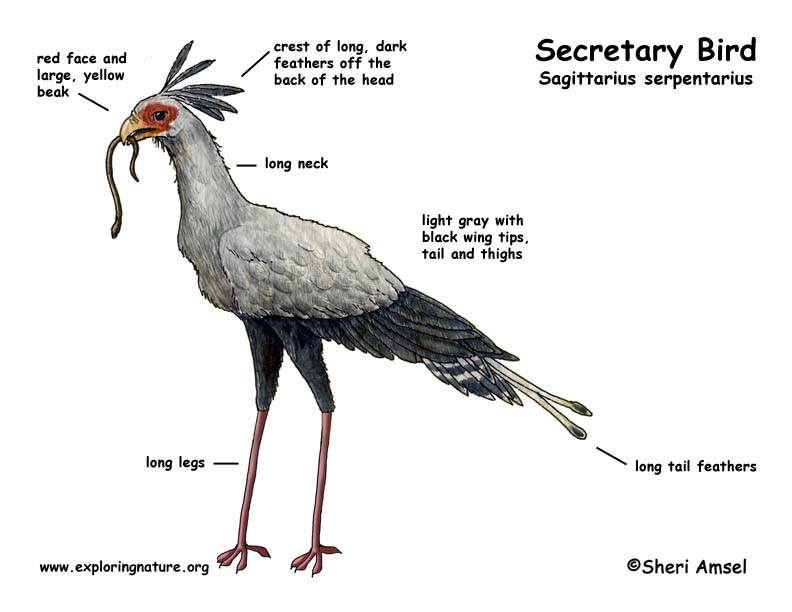 Download Secretary Bird