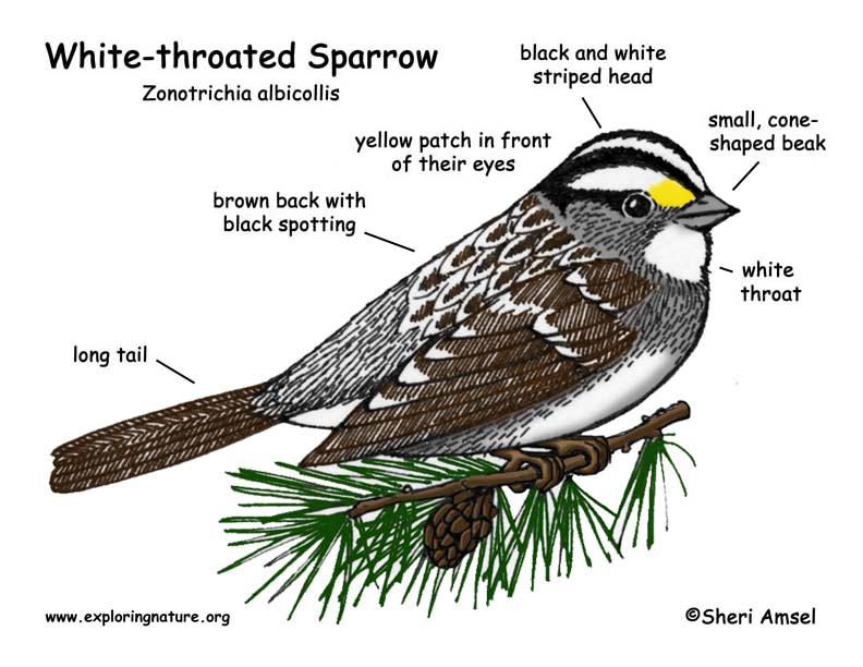 Sparrow (White-throated)