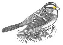 Sparrow (White-throated)