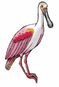 Spoonbill (Roseate) 