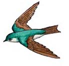 Swallow (Tree)