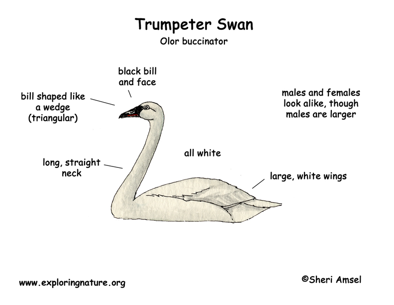 Download Swan (Trumpeter)