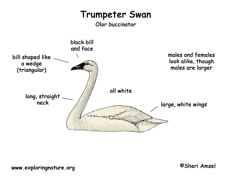 swan-trumpeter