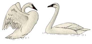 Swan (Trumpeter)