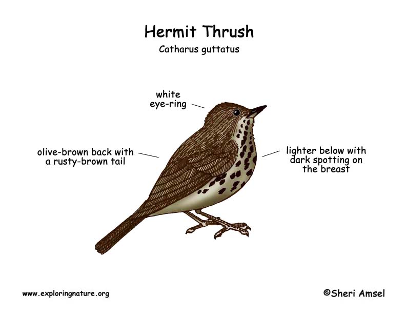 Thrush (Hermit) -- Exploring Nature Educational Resource