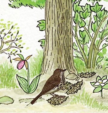 Thrush (Hermit)