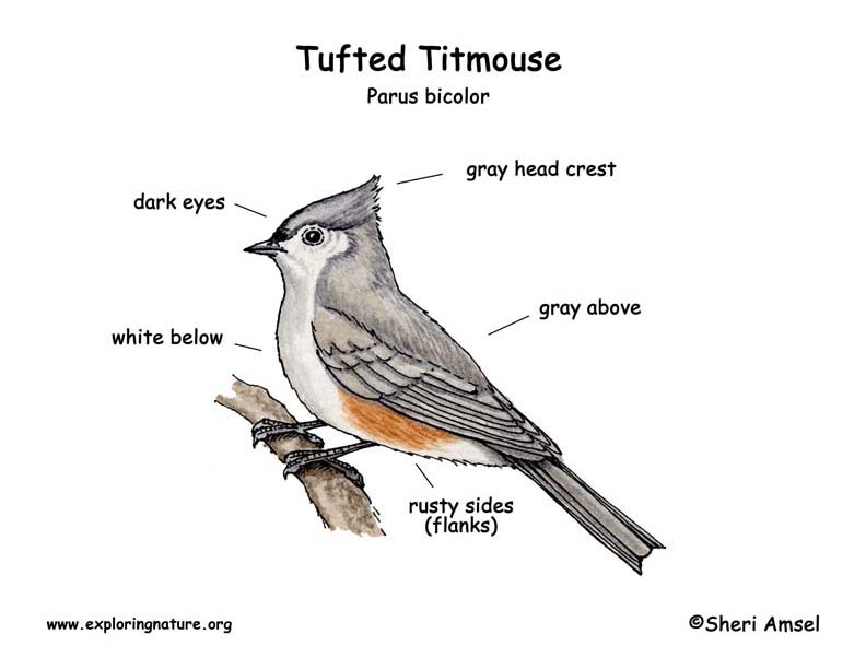 Tufted Titmouse