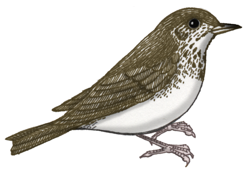 Veery