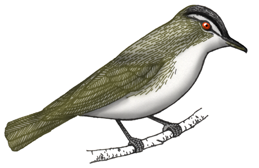 Vireo (Red-eyed)