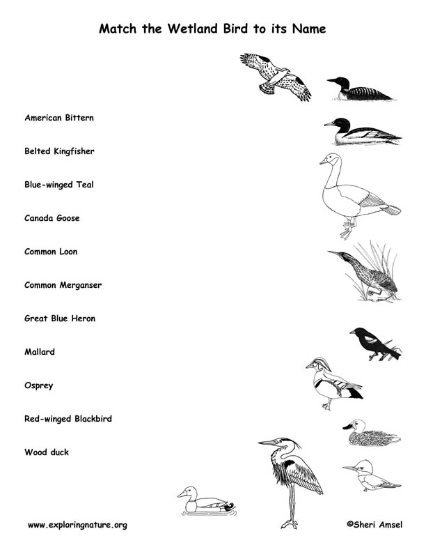 Match the Wetland Bird to its Name