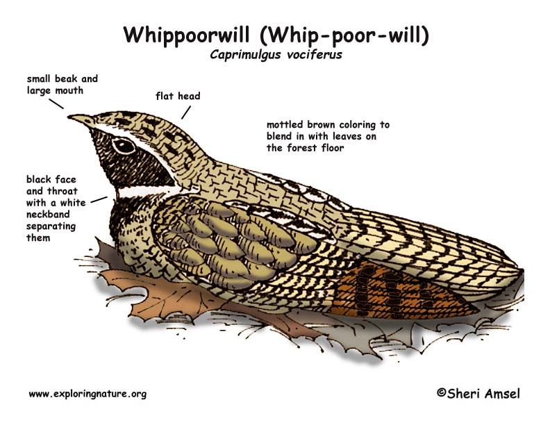 Simply Living: Whippoorwill - often heard, seldom seen