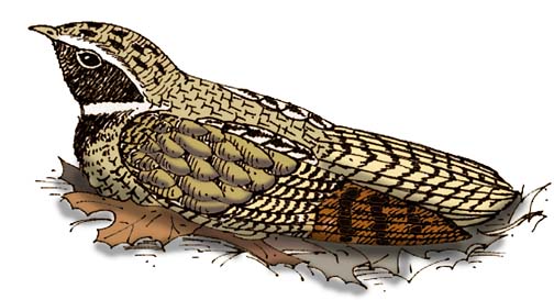 Whippoorwill (Whip-poor-will)