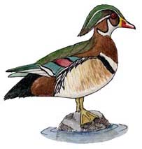 Duck (Wood)