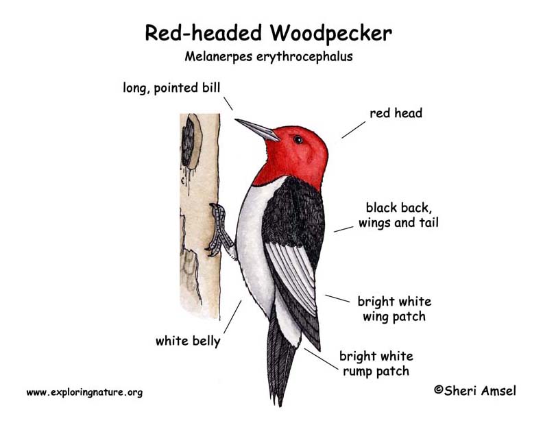 Woodpecker (Red-headed)