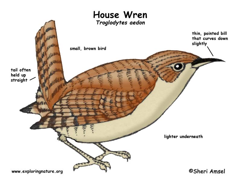 carolina wren vs house wren carolina wren vs house wren