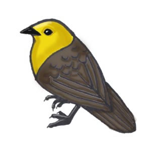 Mohua (Yellowhead)