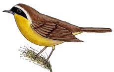Yellowthroat (Common)