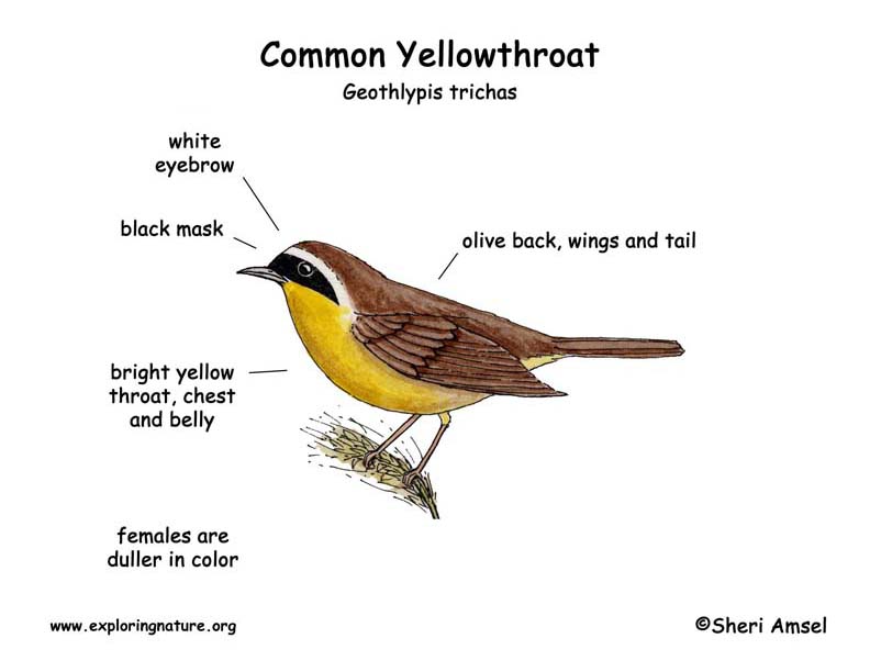 Yellowthroat (Common) -- Exploring Nature Educational Resource