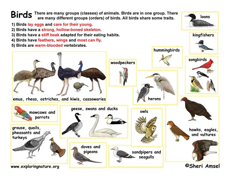 Перевести птиц на английский. Птицы на английском. Птицы животные список. Birds classification. Классификация птиц.