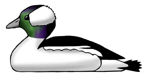 Duck (Bufflehead)