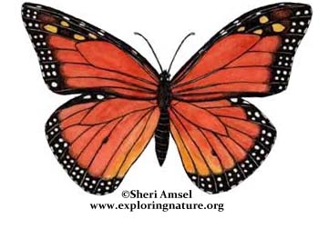 Butterfly (Monarch) Life Cycle