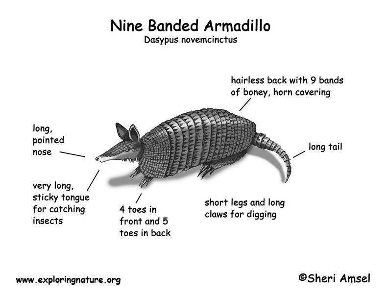 Armadillo Food Web Biology Diagrams