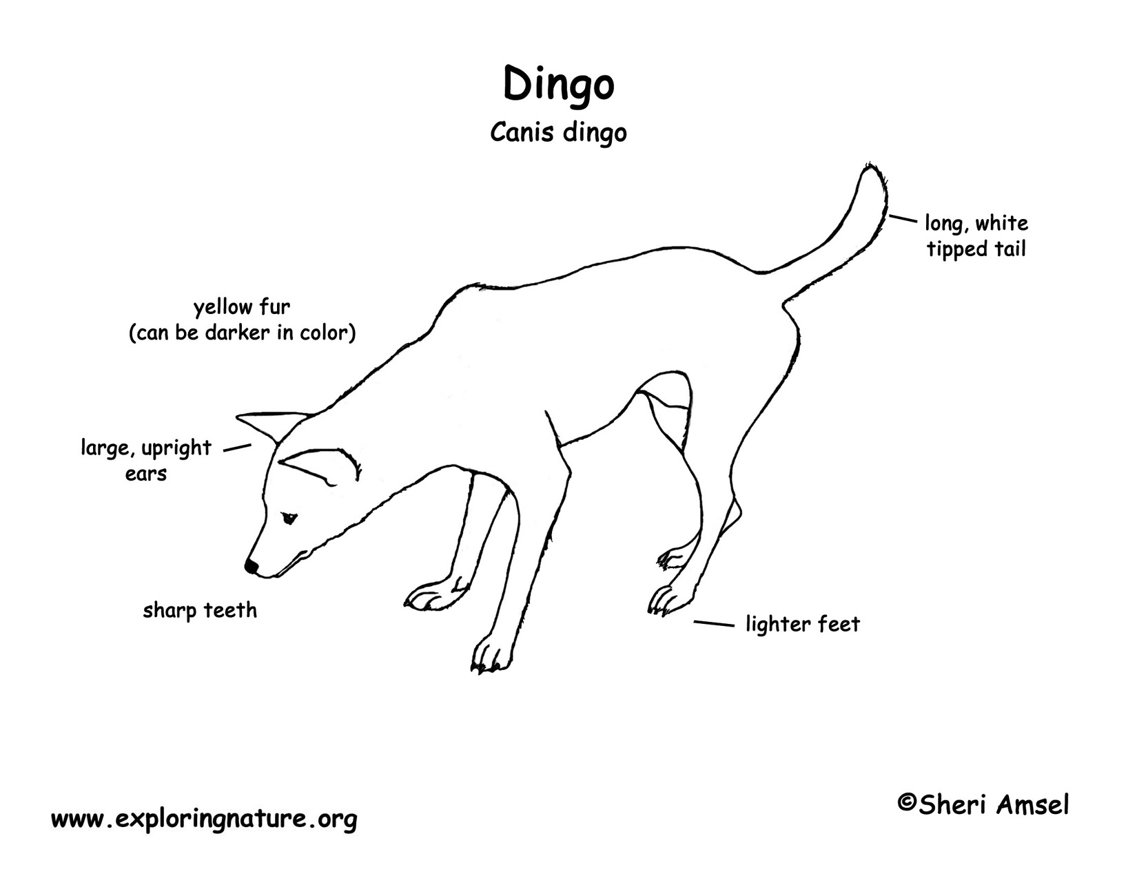 Download Hi-Res B&W Diagram 