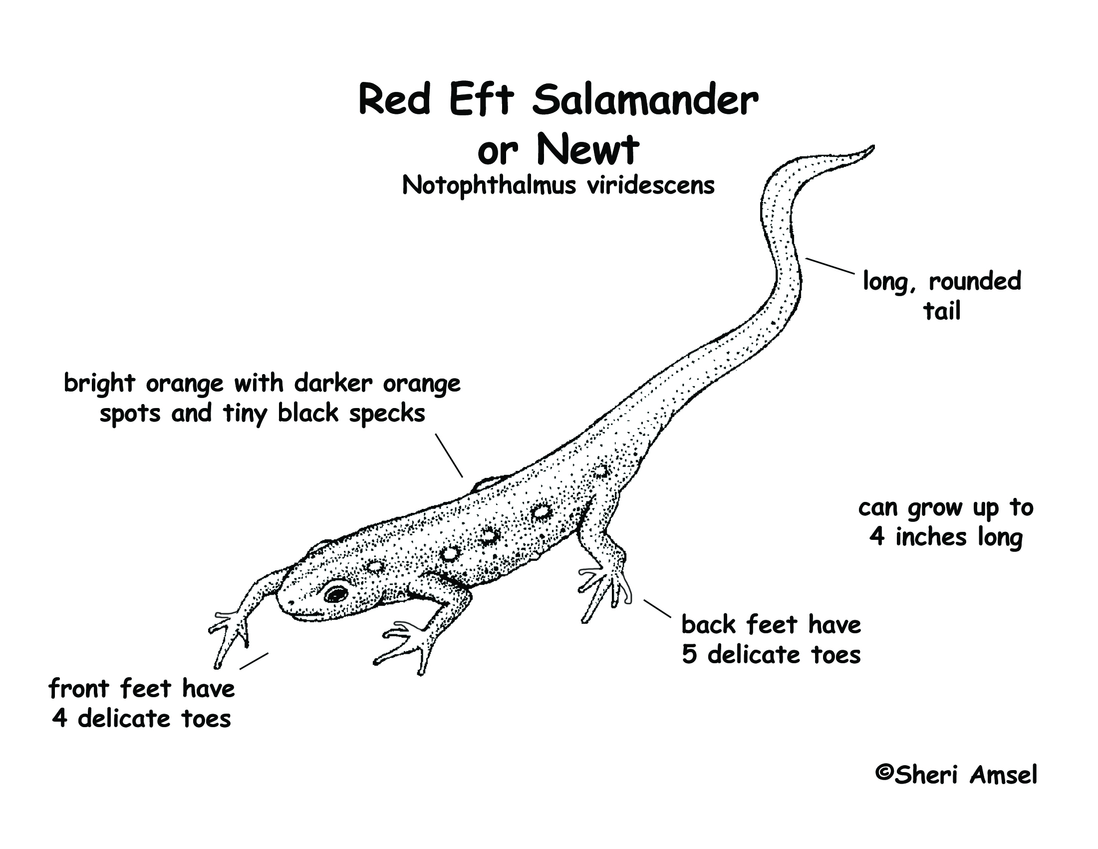 Salamander (Red Eft or Newt)