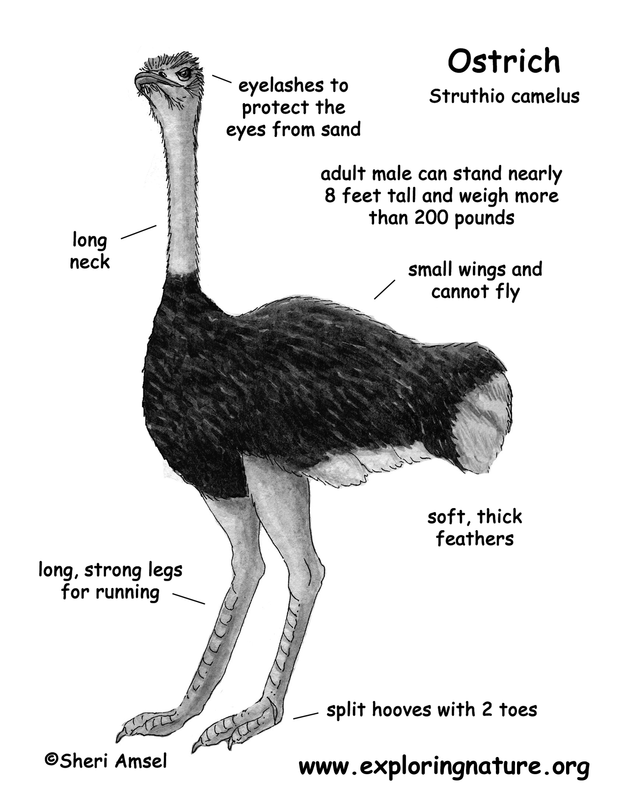 Ostrich