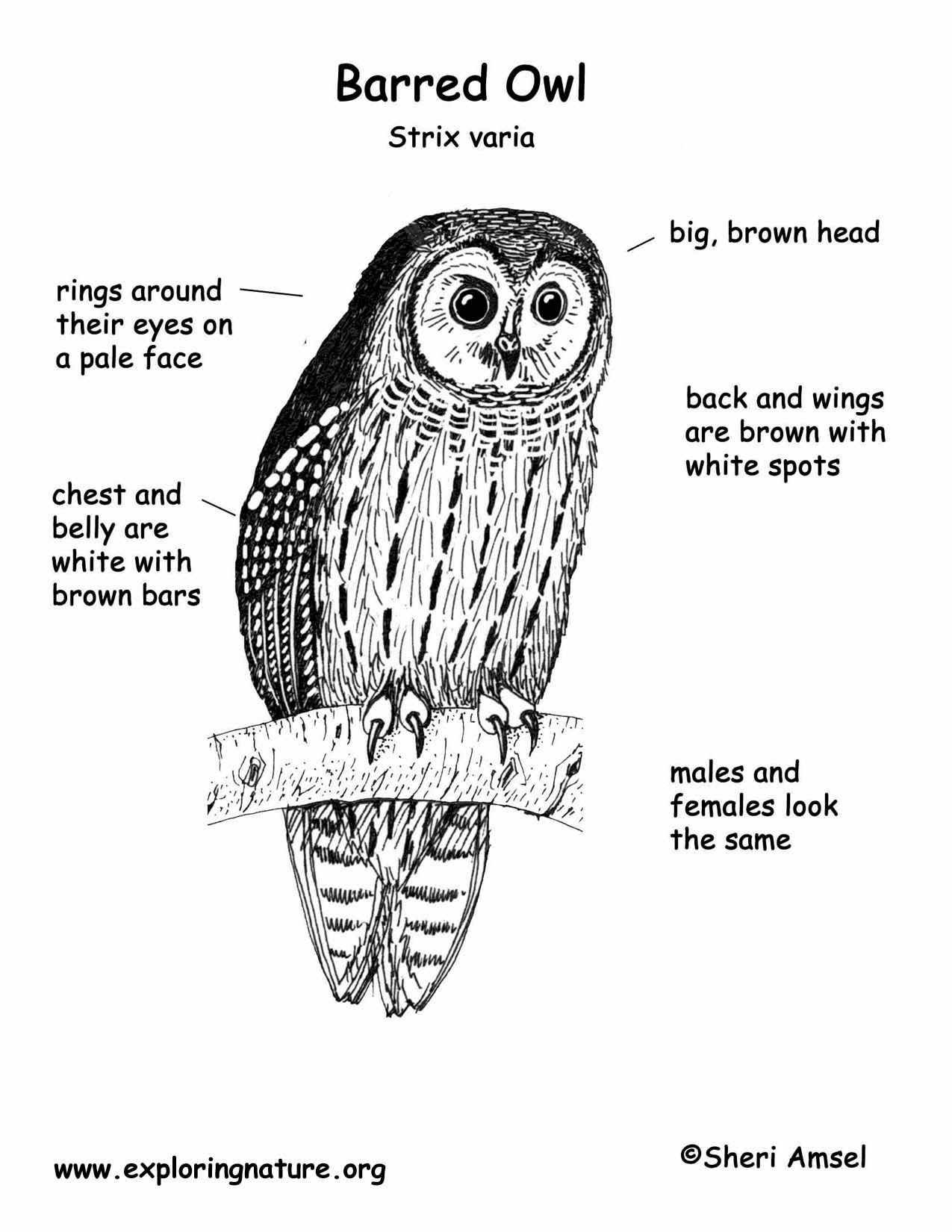 Owl (Barred)