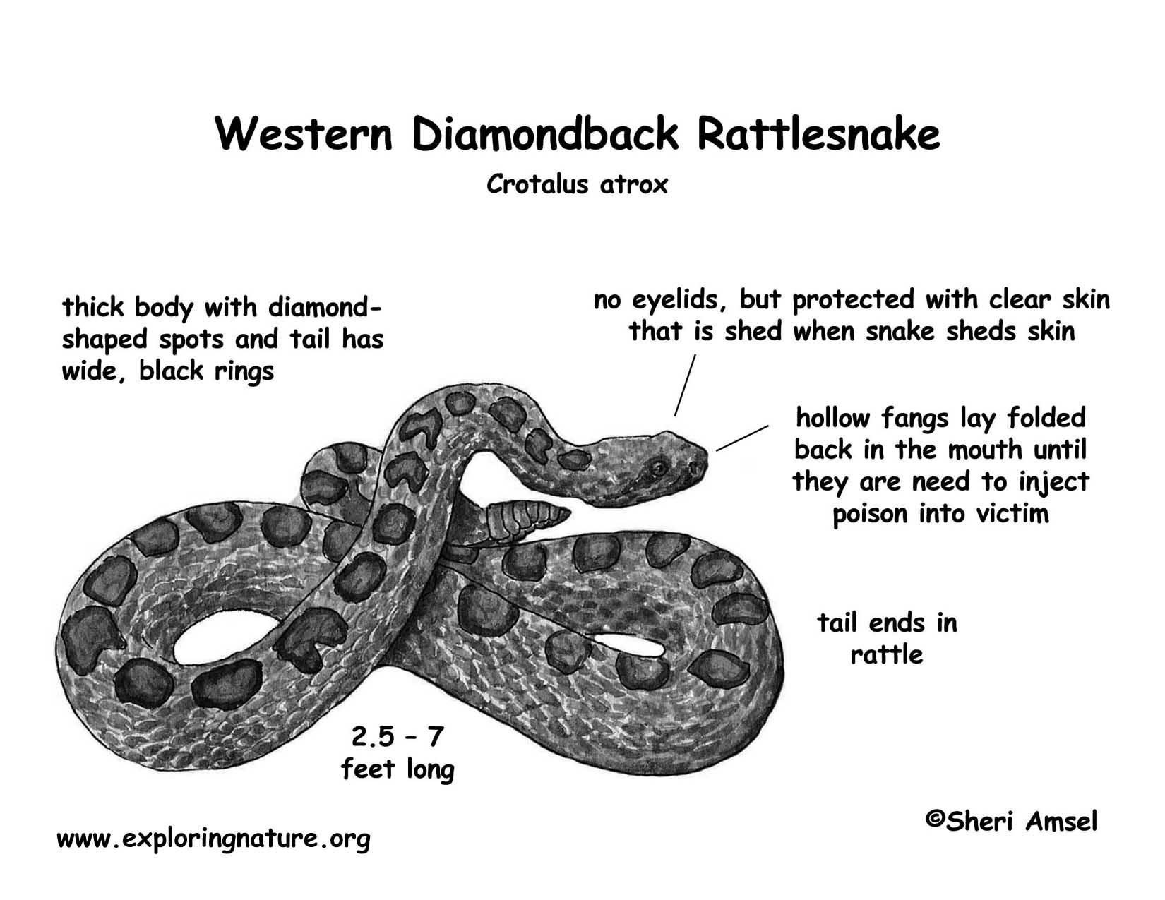 Western Diamondback Rattlesnake Drawing