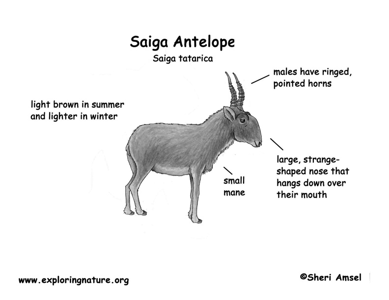saiga antelope body diagrams and habitat posters research title page format
