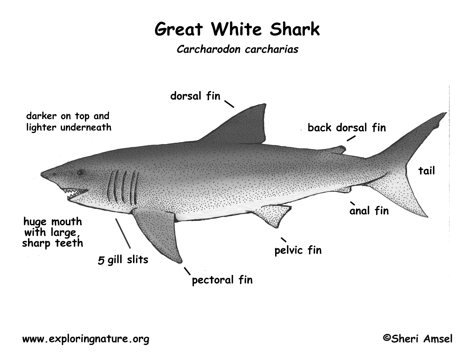 Shark (Great White)