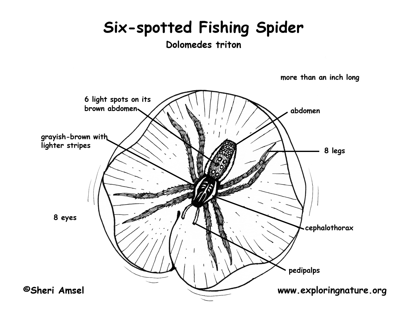 Spider (Six-spotted Fishing) class arachnida diagram 