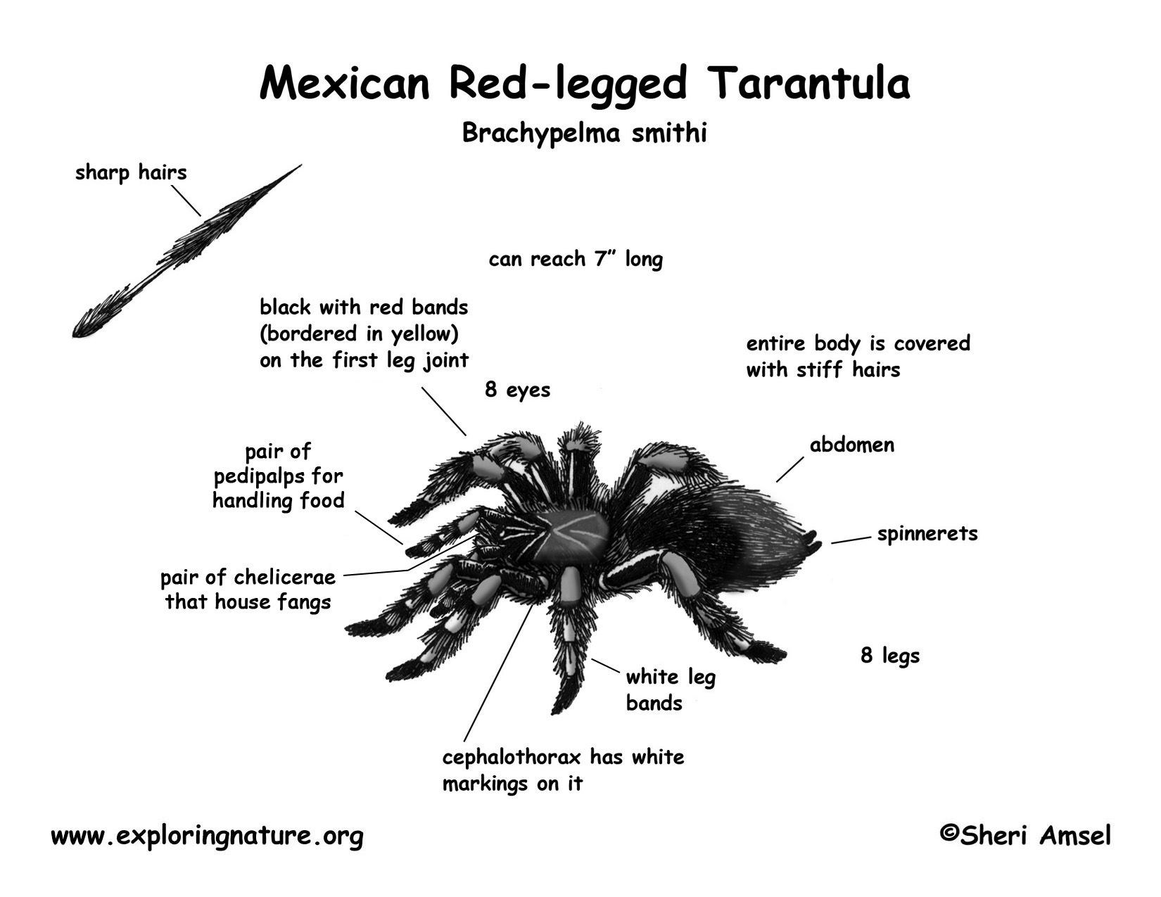 Tarantula (Mexican Red-legged)