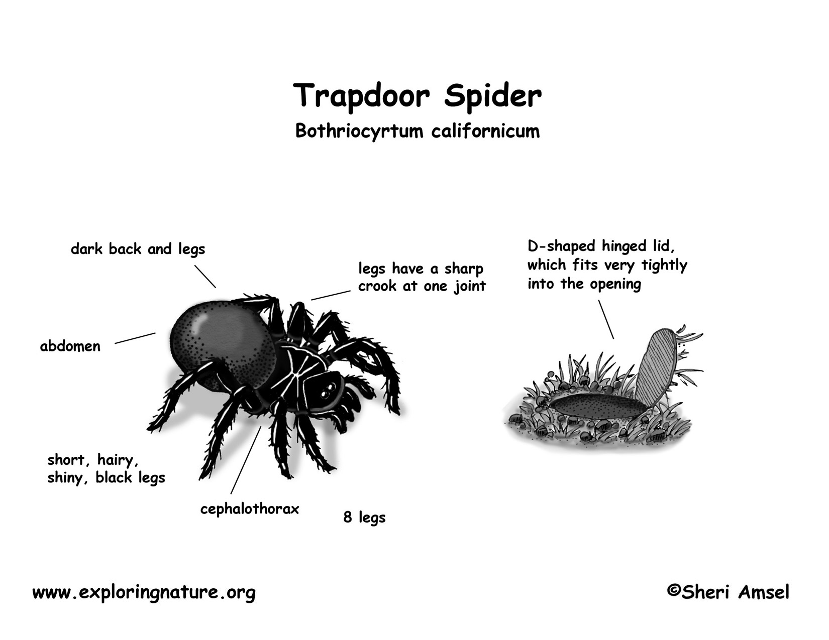 Spider (Trapdoor) class arachnida diagram 