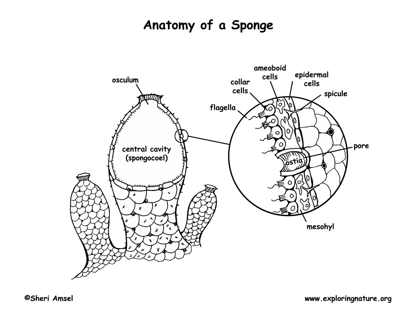 Phylum - Porifera (Sponges)