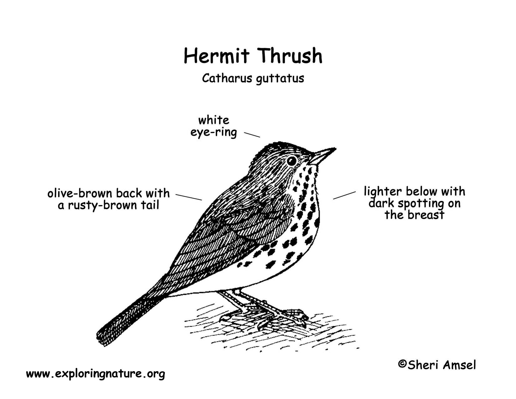 Thrush (Hermit)