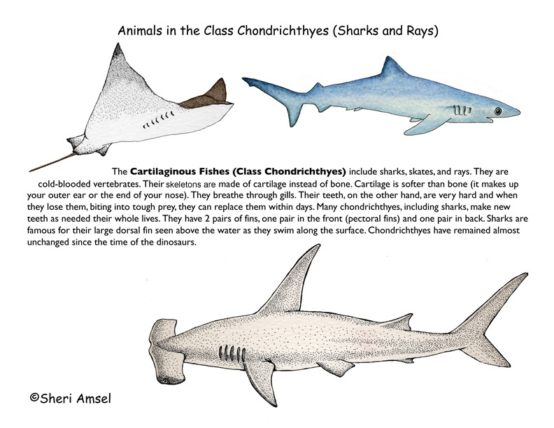 What group do sharks, rays and skates belong to?