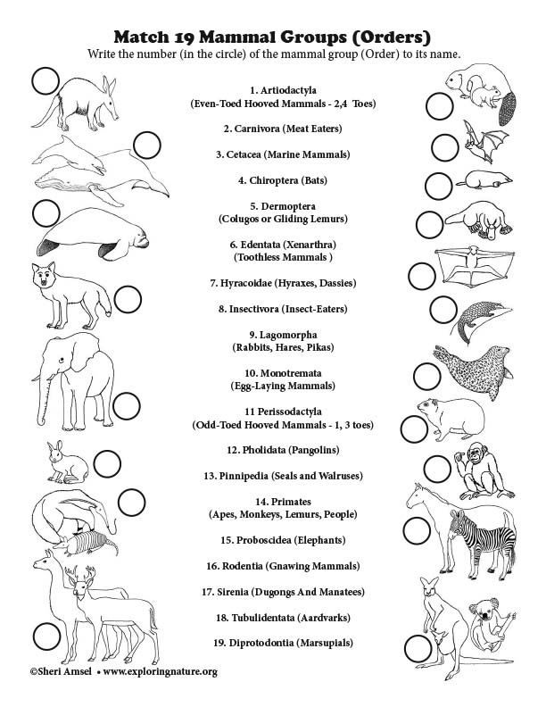 Matching Animals to Their Orders (Copy Ready)