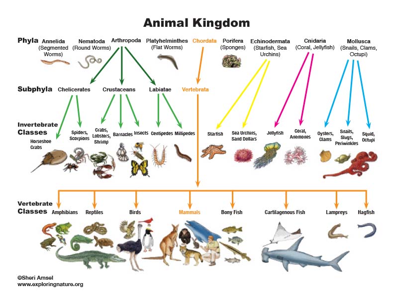 Animal Kingdom Science Chart