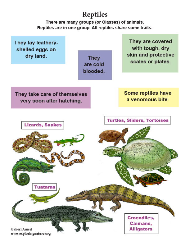 Class - Reptiles (Grade K-3)