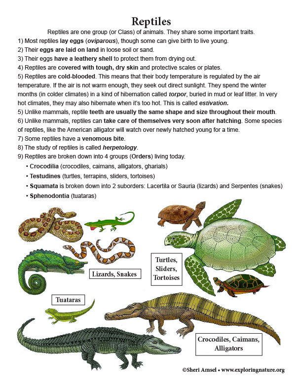 ABOUT REPTILES