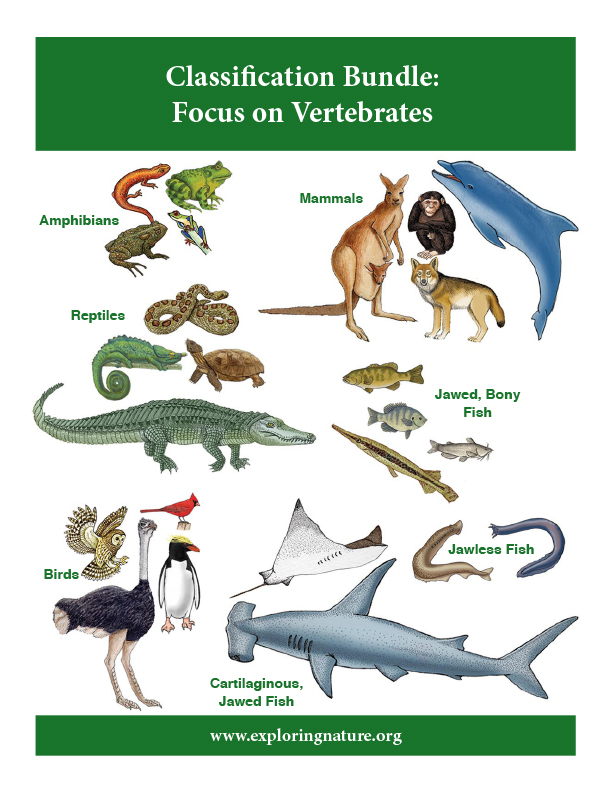 A Classification Bundle - Vertebrates