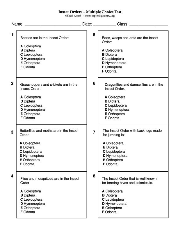 Insect Orders – Multiple Choice Test