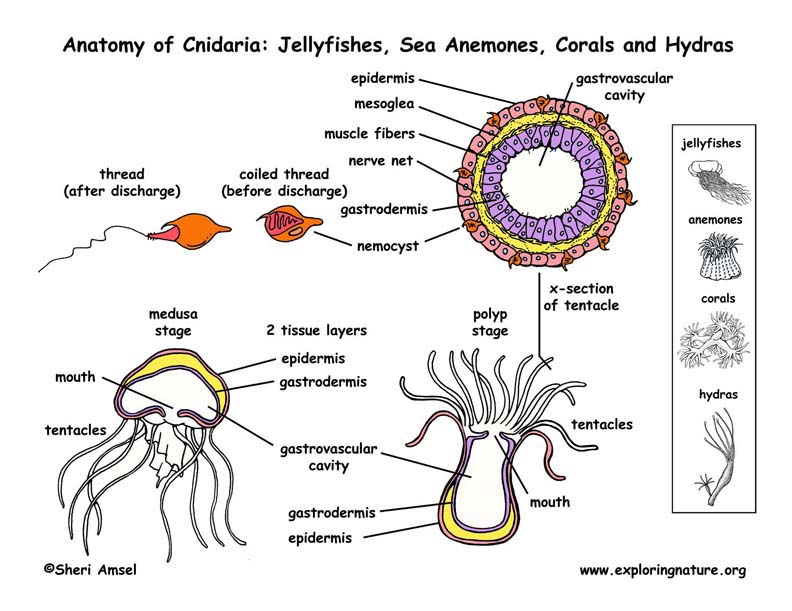 Order of the stick hydra - mondosapje